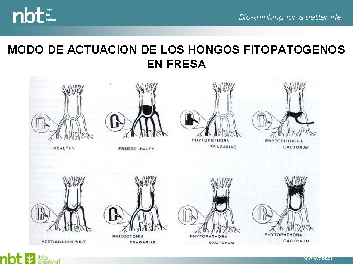 new bio technic Bio-thinking for a better life MODO DE ACTUACION DE LOS HONGOS