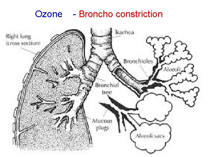 Ozone - Broncho constriction 