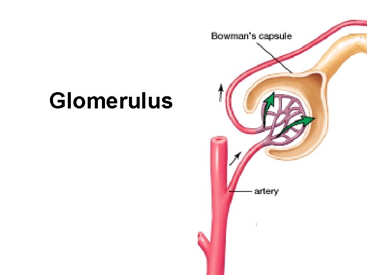 Glomerulus 