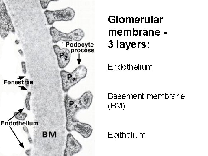 Glomerular membrane 3 layers: Endothelium Basement membrane (BM) Epithelium 