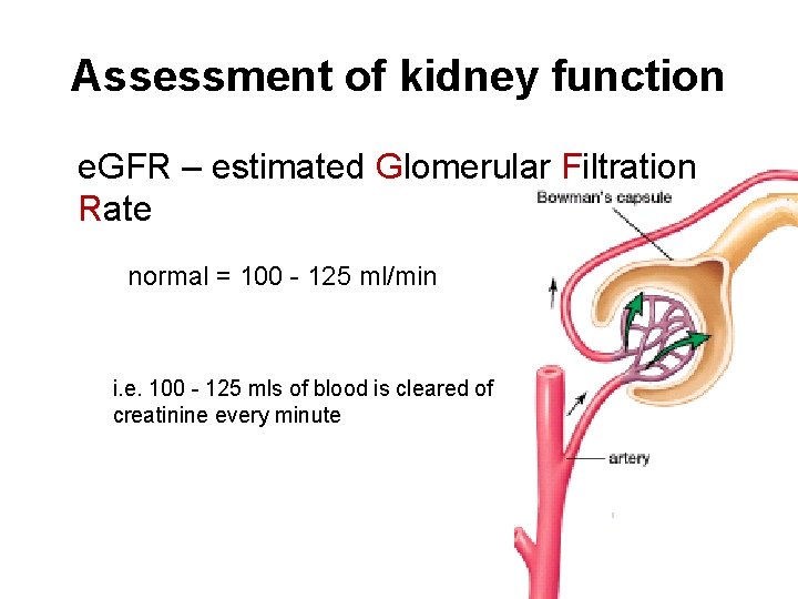 Assessment of kidney function e. GFR – estimated Glomerular Filtration Rate normal = 100