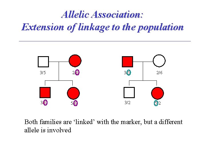 Allelic Association: Extension of linkage to the population 3/5 3/6 2/6 5/6 3/5 3/2