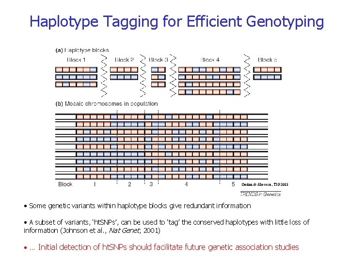 Haplotype Tagging for Efficient Genotyping Cardon & Abecasis, TIG 2003 • Some genetic variants