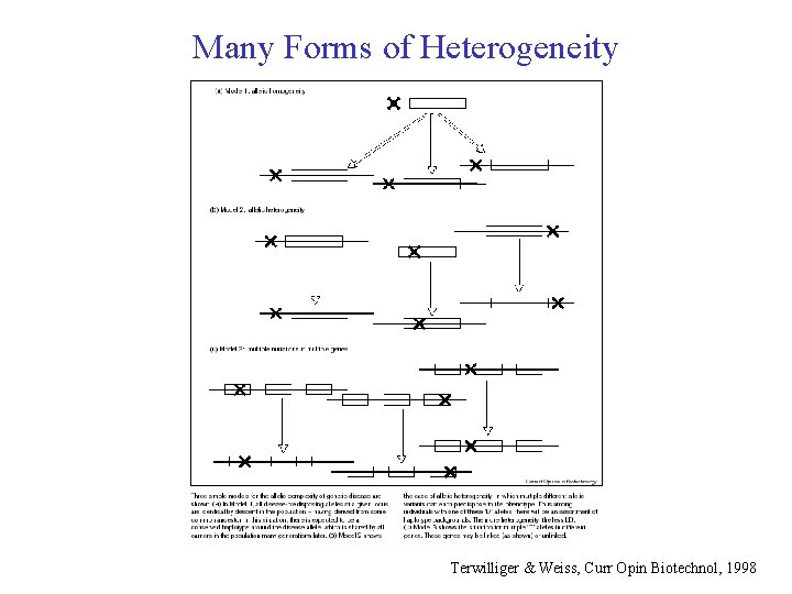 Many Forms of Heterogeneity Terwilliger & Weiss, Curr Opin Biotechnol, 1998 