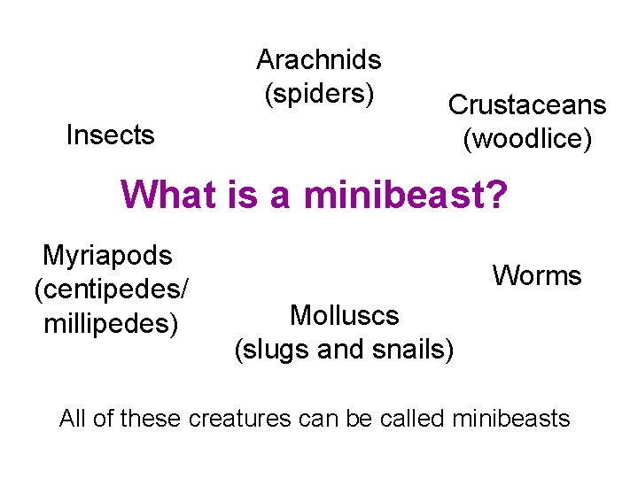 Arachnids (spiders) Insects Crustaceans (woodlice) What is a minibeast? Myriapods (centipedes/ millipedes) Worms Molluscs