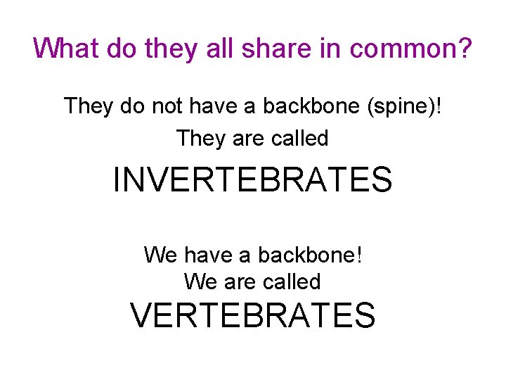 What do they all share in common? They do not have a backbone (spine)!