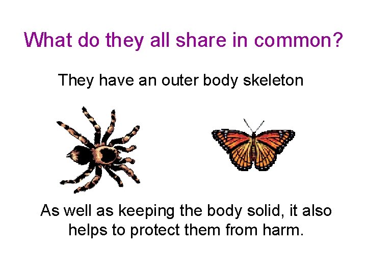 What do they all share in common? They have an outer body skeleton As