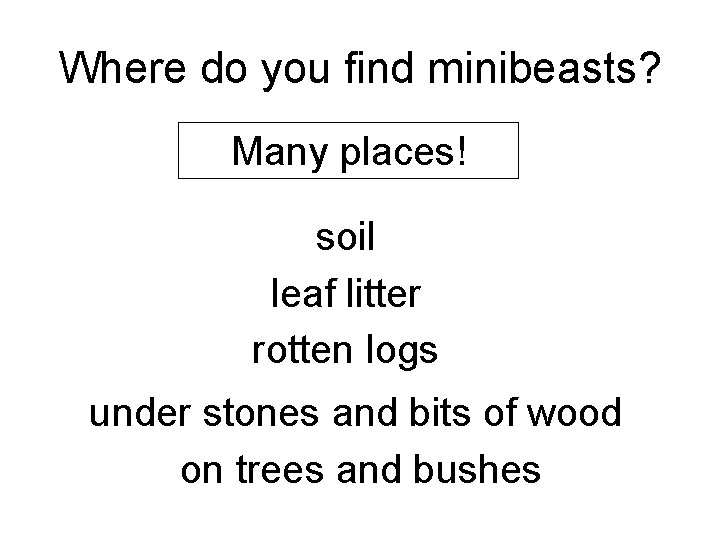 Where do you find minibeasts? Many places! soil leaf litter rotten logs under stones