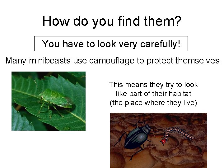 How do you find them? You have to look very carefully! Many minibeasts use