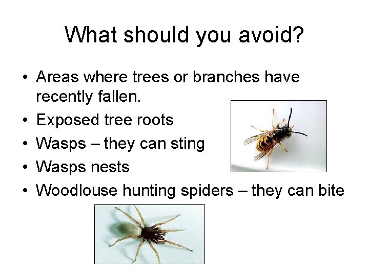 What should you avoid? • Areas where trees or branches have recently fallen. •