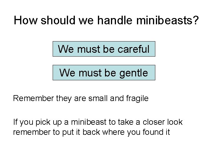 How should we handle minibeasts? We must be careful We must be gentle Remember