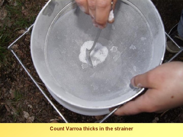 Count Varroa thicks in the strainer 