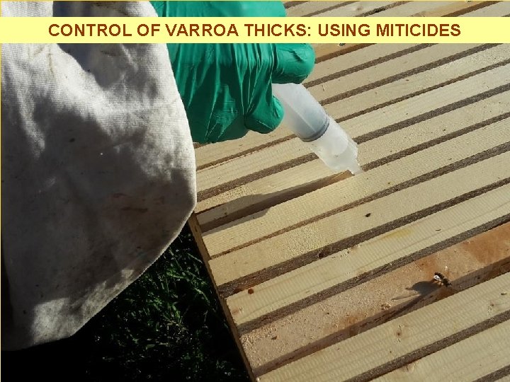 CONTROL OF VARROA THICKS: USING MITICIDES 