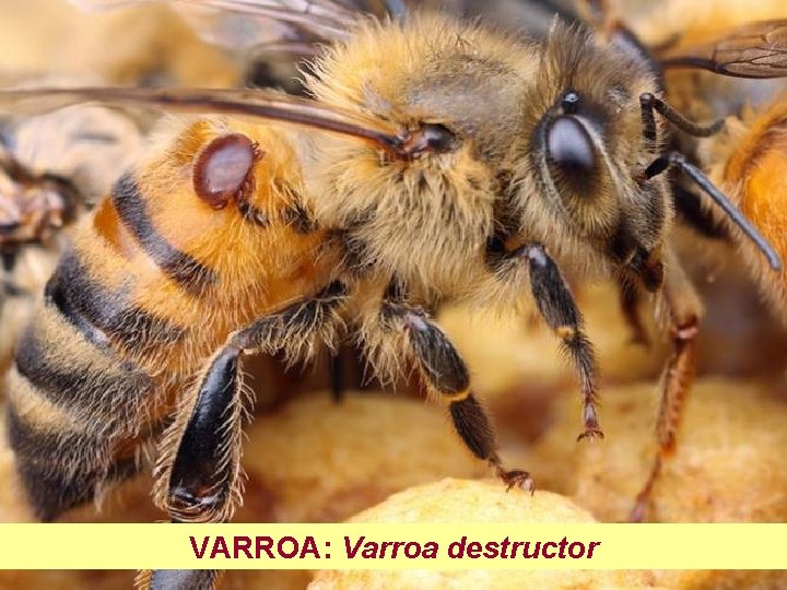 VARROA: Varroa destructor 