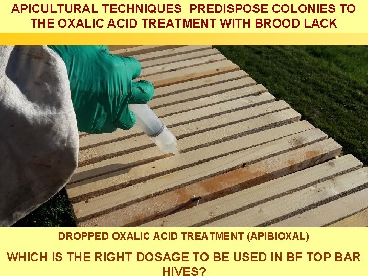 APICULTURAL TECHNIQUES PREDISPOSE COLONIES TO THE OXALIC ACID TREATMENT WITH BROOD LACK DROPPED OXALIC