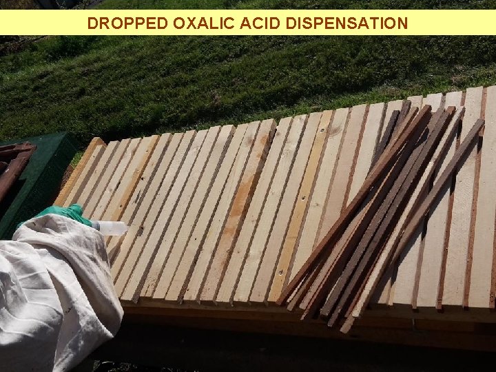 DROPPED OXALIC ACID DISPENSATION 