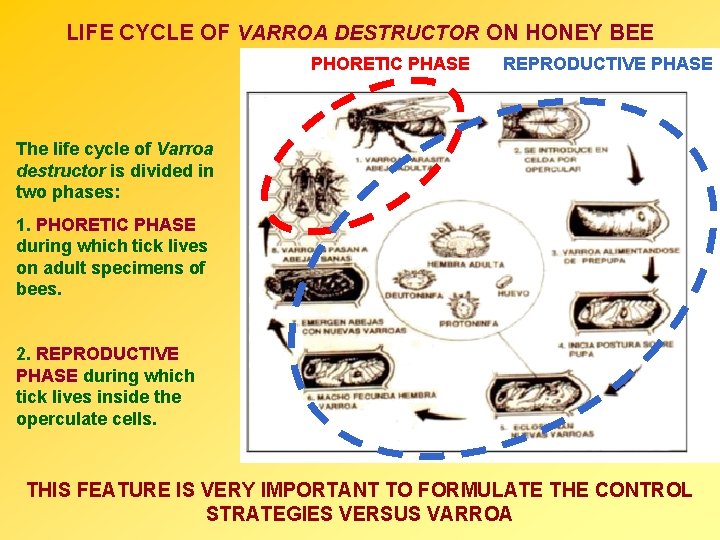 LIFE CYCLE OF VARROA DESTRUCTOR ON HONEY BEE PHORETIC PHASE REPRODUCTIVE PHASE The life