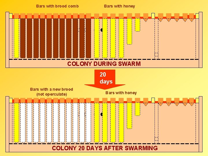 Bars with brood comb Bars with honey COLONY DURING SWARM 20 days Bars with