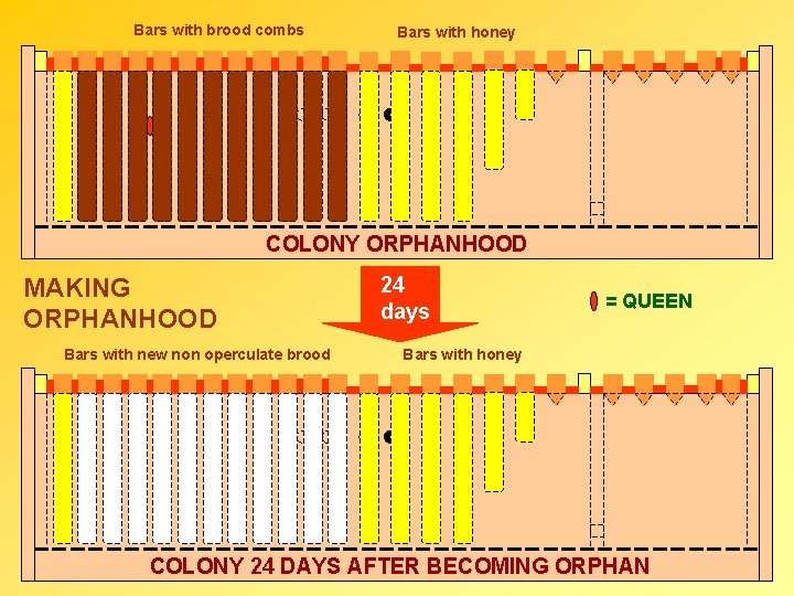 Bars with brood combs Bars with honey COLONY ORPHANHOOD MAKING ORPHANHOOD Bars with new