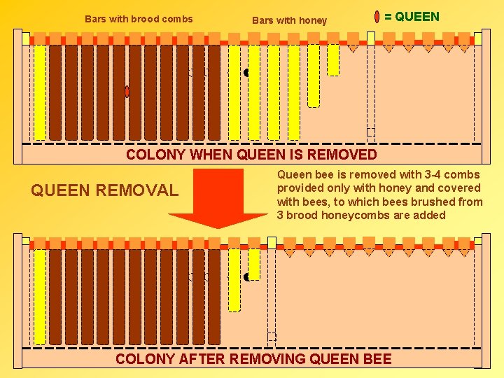 Bars with brood combs Bars with honey = QUEEN COLONY WHEN QUEEN IS REMOVED