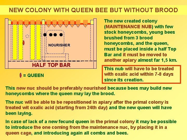 NEW COLONY WITH QUEEN BEE BUT WITHOUT BROOD NOURISHER HALF TOP BAR = QUEEN