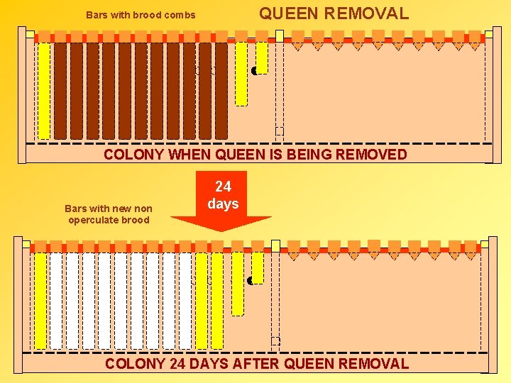 QUEEN REMOVAL Bars with brood combs COLONY WHEN QUEEN IS BEING REMOVED Bars with
