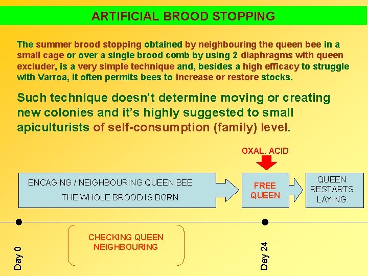 ARTIFICIAL BROOD STOPPING The summer brood stopping obtained by neighbouring the queen bee in