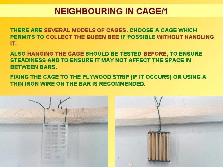 NEIGHBOURING IN CAGE/1 THERE ARE SEVERAL MODELS OF CAGES. CHOOSE A CAGE WHICH PERMITS