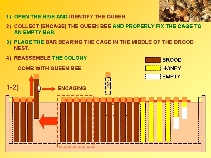 1) OPEN THE HIVE AND IDENTIFY THE QUEEN 2) COLLECT (ENCAGE) THE QUEEN BEE