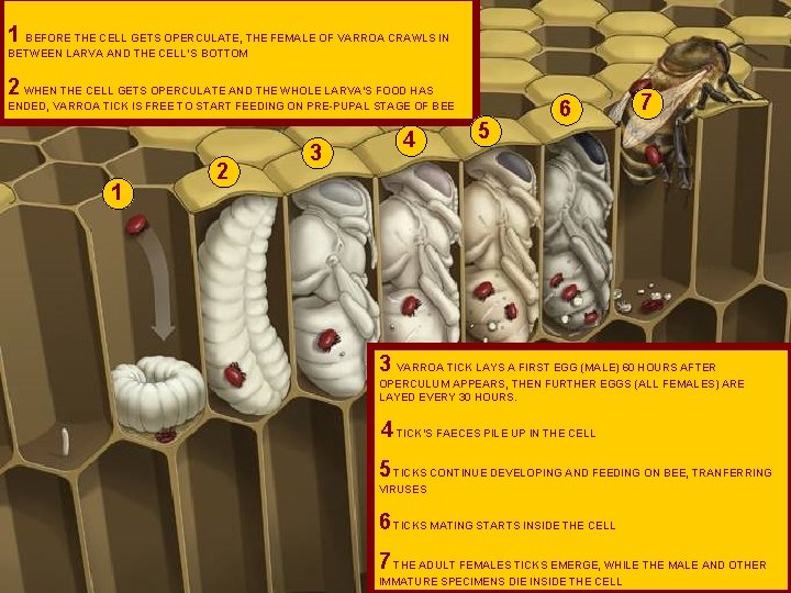 1 BEFORE THE CELL GETS OPERCULATE, THE FEMALE OF VARROA CRAWLS IN BETWEEN LARVA