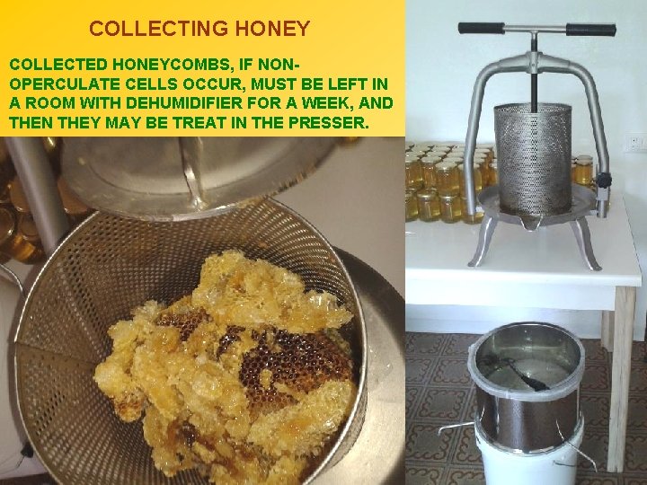 COLLECTING HONEY COLLECTED HONEYCOMBS, IF NONOPERCULATE CELLS OCCUR, MUST BE LEFT IN A ROOM