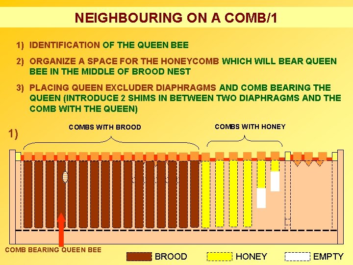 NEIGHBOURING ON A COMB/1 1) IDENTIFICATION OF THE QUEEN BEE 2) ORGANIZE A SPACE