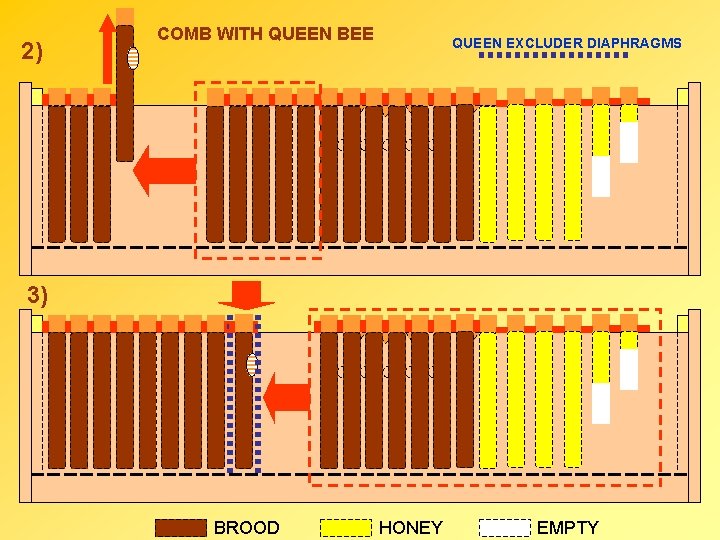 2) COMB WITH QUEEN BEE QUEEN EXCLUDER DIAPHRAGMS 3) BROOD HONEY EMPTY 