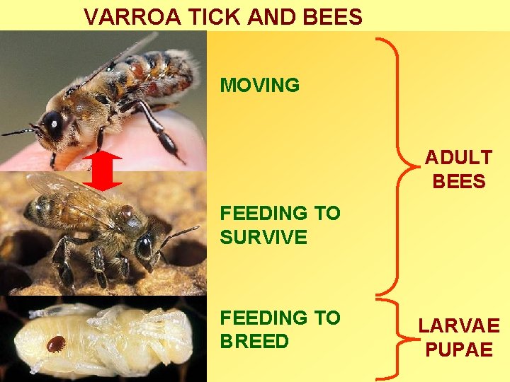 VARROA TICK AND BEES MOVING ADULT BEES FEEDING TO SURVIVE FEEDING TO BREED LARVAE