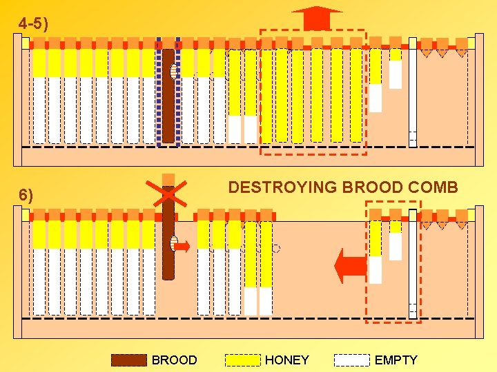 4 -5) DESTROYING BROOD COMB 6) BROOD HONEY EMPTY 