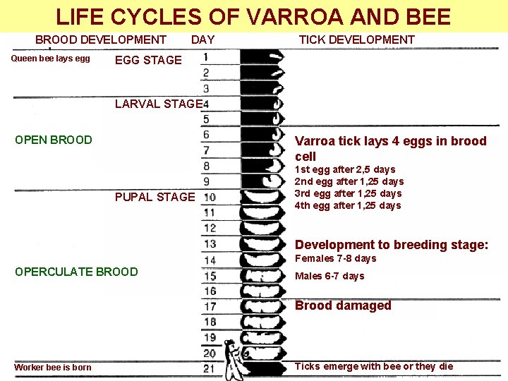 LIFE CYCLES OF VARROA AND BEE BROOD DEVELOPMENT Queen bee lays egg DAY TICK