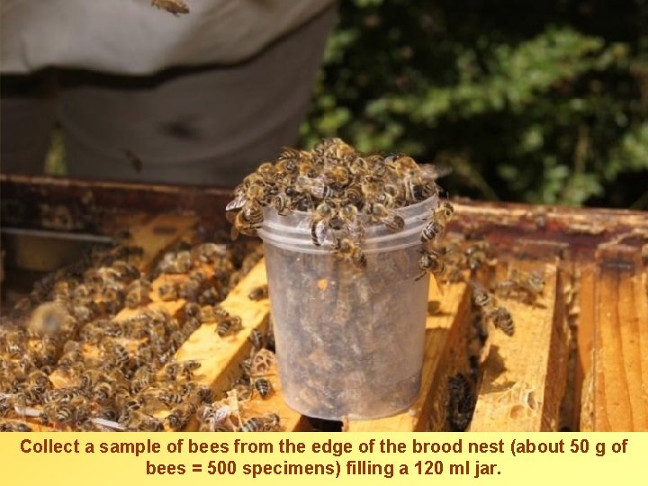 Collect a sample of bees from the edge of the brood nest (about 50