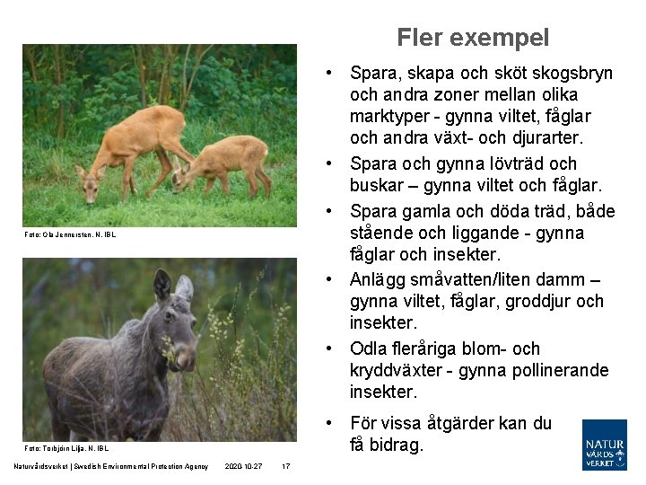 Fler exempel • Spara, skapa och sköt skogsbryn och andra zoner mellan olika marktyper