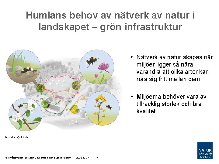 Humlans behov av nätverk av natur i landskapet – grön infrastruktur • Nätverk av