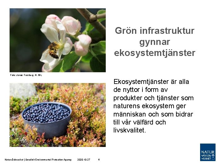 Grön infrastruktur gynnar ekosystemtjänster Foto: Jonas Forsberg, N, IBL Ekosystemtjänster är alla de nyttor