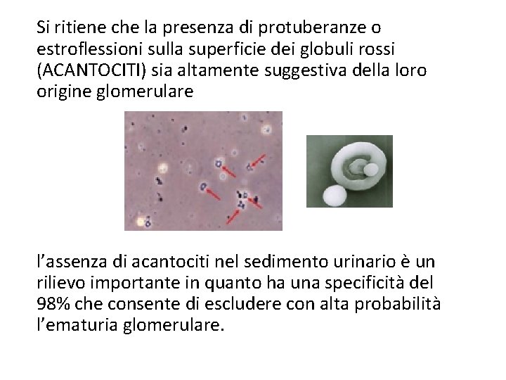 Si ritiene che la presenza di protuberanze o estroflessioni sulla superficie dei globuli rossi