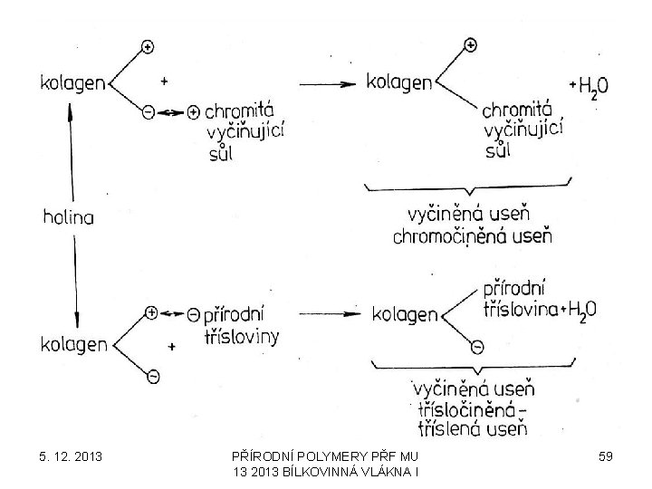 5. 12. 2013 PŘÍRODNÍ POLYMERY PŘF MU 13 2013 BÍLKOVINNÁ VLÁKNA I 59 