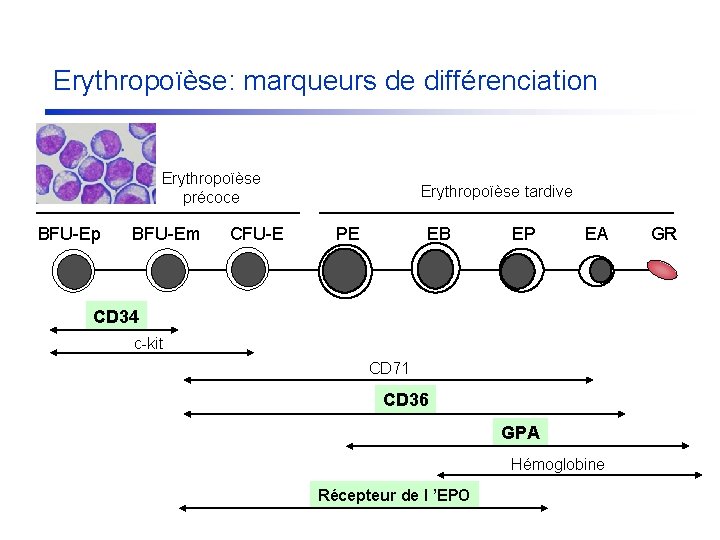 Erythropoïèse: marqueurs de différenciation Erythropoïèse précoce BFU-Ep BFU-Em CFU-E Erythropoïèse tardive PE EB EP