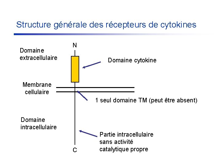 Structure générale des récepteurs de cytokines Domaine extracellulaire N Domaine cytokine Membrane cellulaire 1