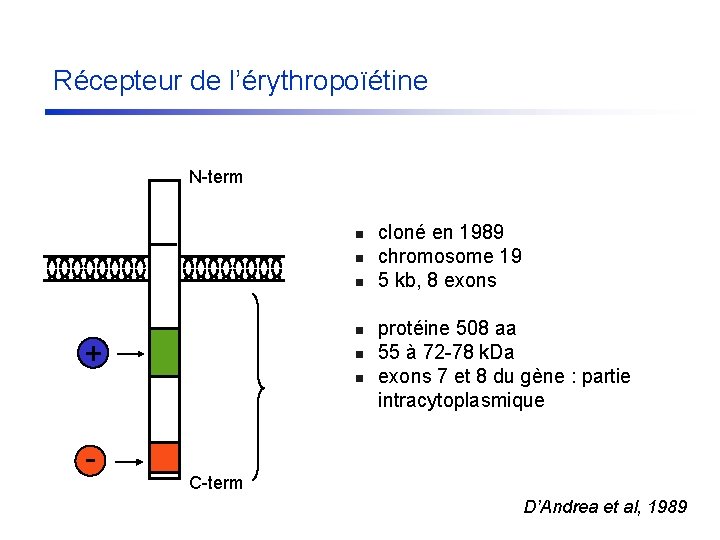 Récepteur de l’érythropoïétine N-term n n + n n - cloné en 1989 chromosome