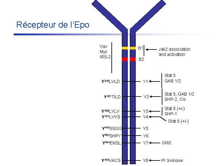 Récepteur de l’Epo Vav Myc IRS-2 B 1 Jak 2 association and activation B