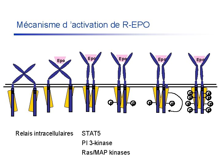 Mécanisme d ’activation de R-EPO Epo Epo P Relais intracellulaires STAT 5 PI 3