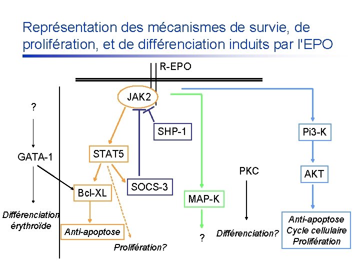 Représentation des mécanismes de survie, de prolifération, et de différenciation induits par l'EPO R-EPO