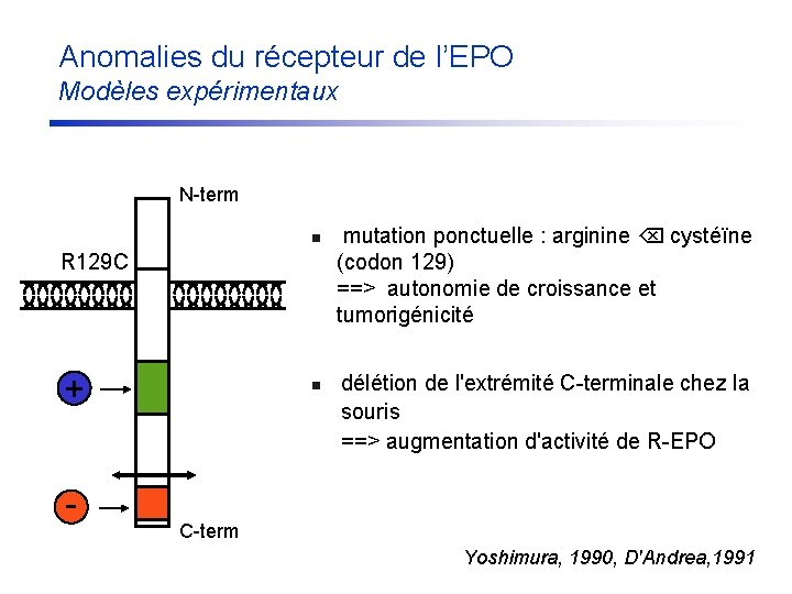 Anomalies du récepteur de l’EPO Modèles expérimentaux N-term n R 129 C + -