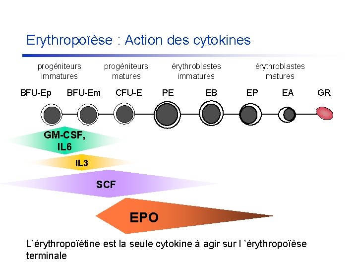 Erythropoïèse : Action des cytokines progéniteurs immatures BFU-Ep progéniteurs matures BFU-Em CFU-E érythroblastes immatures